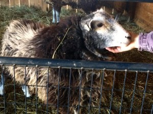 Helder-Herdwyck Farm