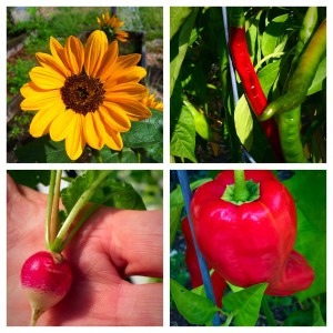 Farm to Table Vegetables